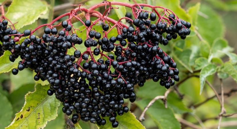 10 mérgező vadbogyó az erdőben: jobb, ha bele sem kóstolsz