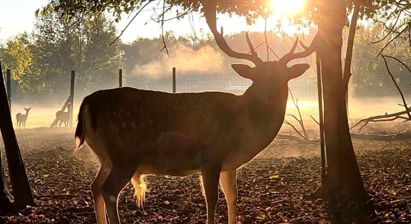 Elkezdődött a dámszarvasok barcogása a Körösvölgyi Állatparkban