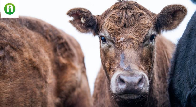 Kiderült, mennyit kell fizetni a szarvasmarhák BSE vizsgálataiért