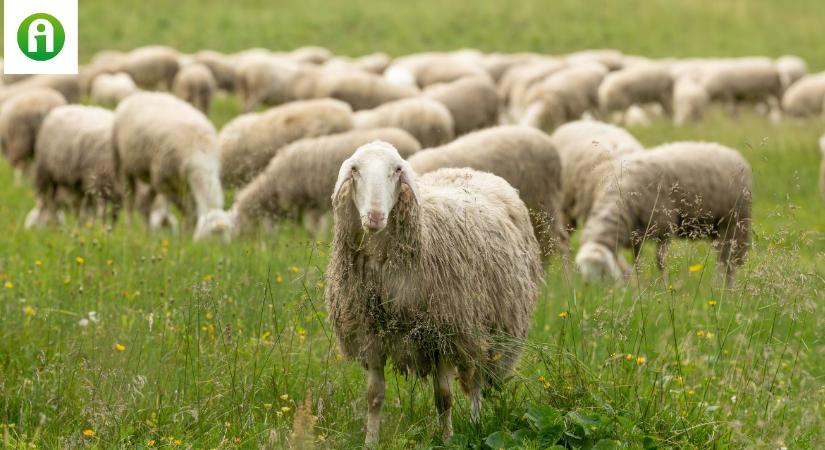 Juh- és kecsketartók igényelhetnek támogatást a rettenetes kór megelőzéséhez