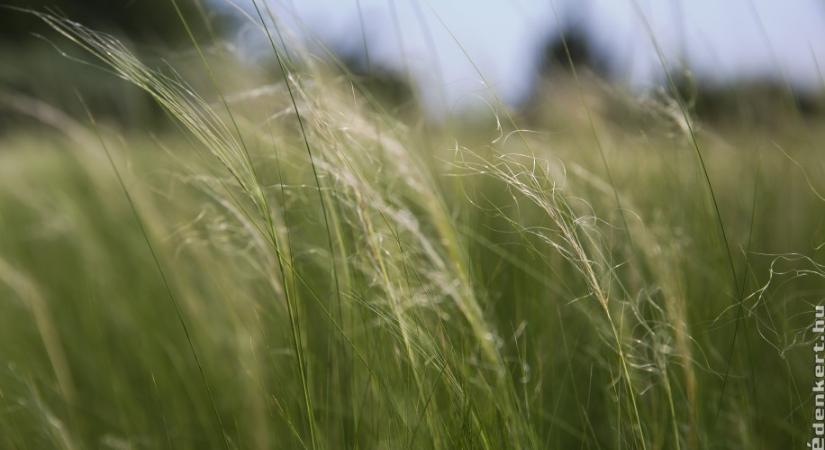 Prérikert a Green Teamben