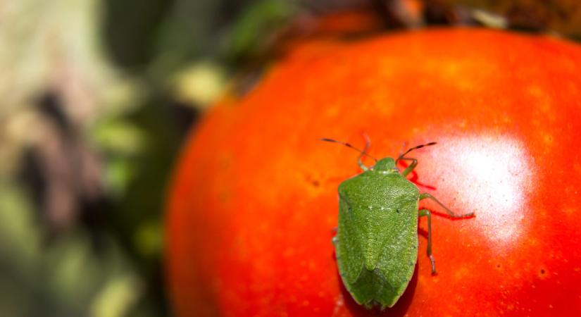 5 filléres trükk, ami hatékonyan bevethető poloska ellen