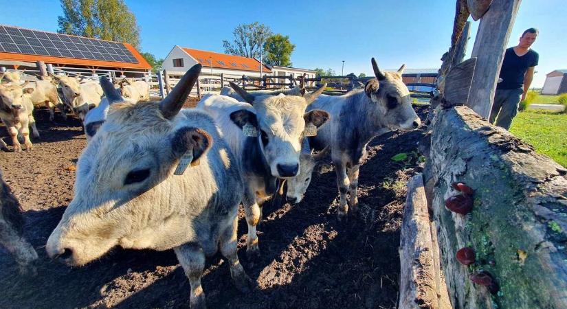 Kiderült hány borjú alkalmas tenyészbikának Tarnaszentmiklóson