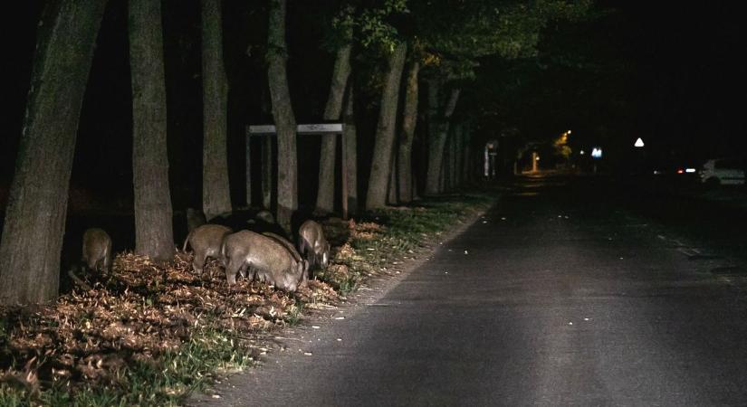 Vaddisznót gázolt egy autó Vámospércs határában