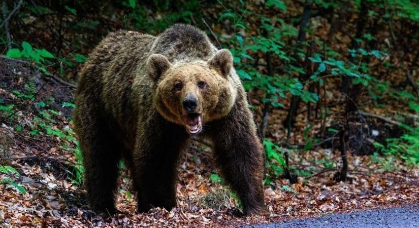 Amerikában nem mindenki tudja: a medve nem játék – medvehúst ettek, bele is betegedtek