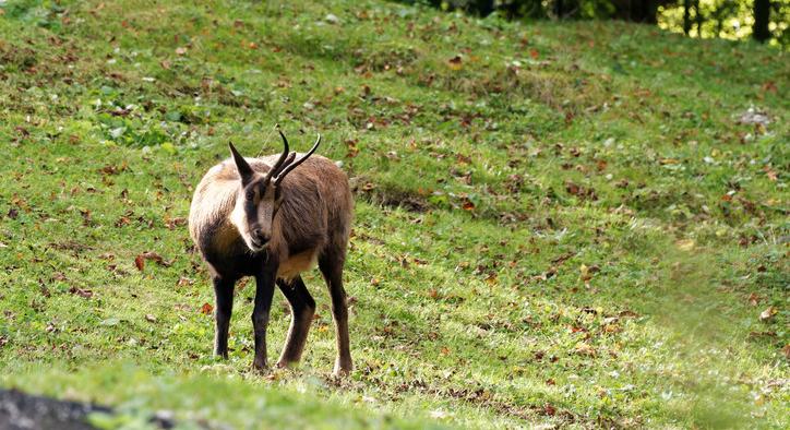 Újabb kór terjed: ezek a gazdák most gigatámogatást kaphatnak miatta