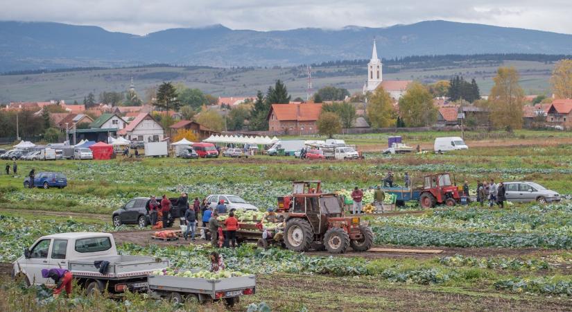 Szépvízi káposztavágás: idén kevesebb termett, ezért drágább a káposzta