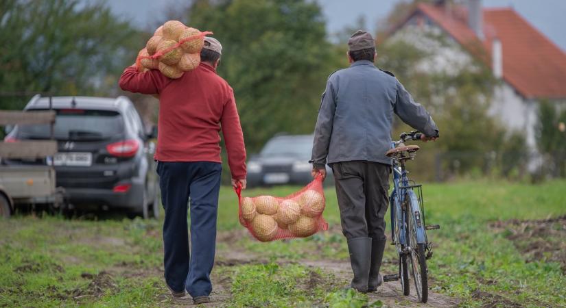 Nem kedvezett a szárazság a káposztának