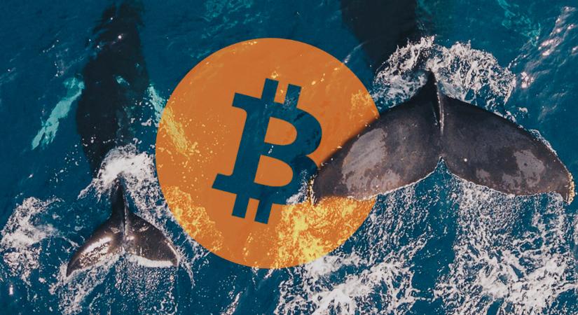 Felébredt egy bitcoin bálna, közel egymillió százalékos profitot ért el