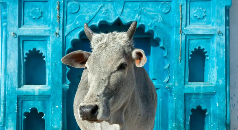 Saját kultúrájával megy szembe legfőbb csempészcikkével India