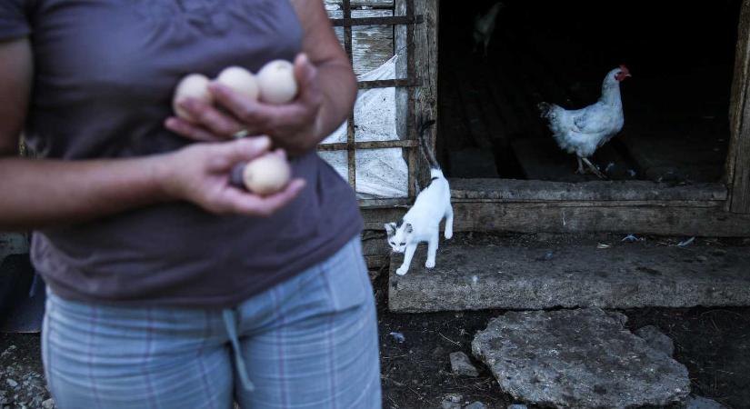 A nők kezében összpontosul a kárpátaljai magyarok mezőgazdasága