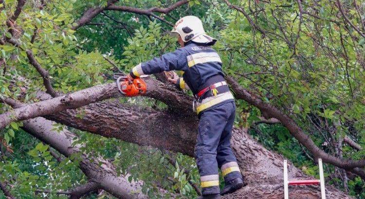 Tízméteres fa okozott gondot Debrecenben