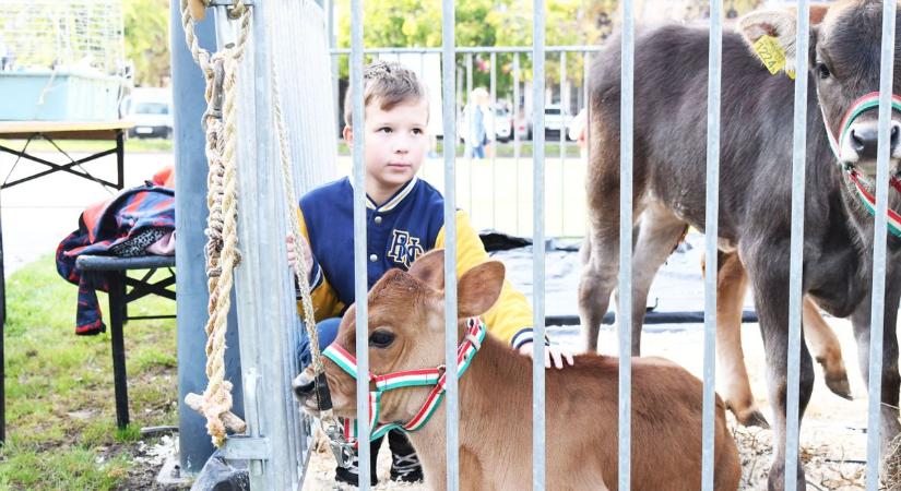 Tehénbőgés Szolnok közepén: helyi termékek kavalkádjával várt az idei Dunszt! – videóval, galériával