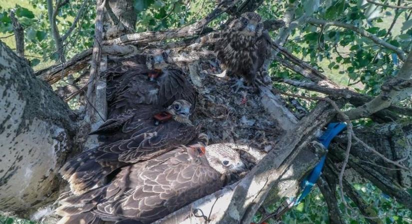 Jeladók és keresőkutyák segítségével járnak utána, miért pusztul az év madara