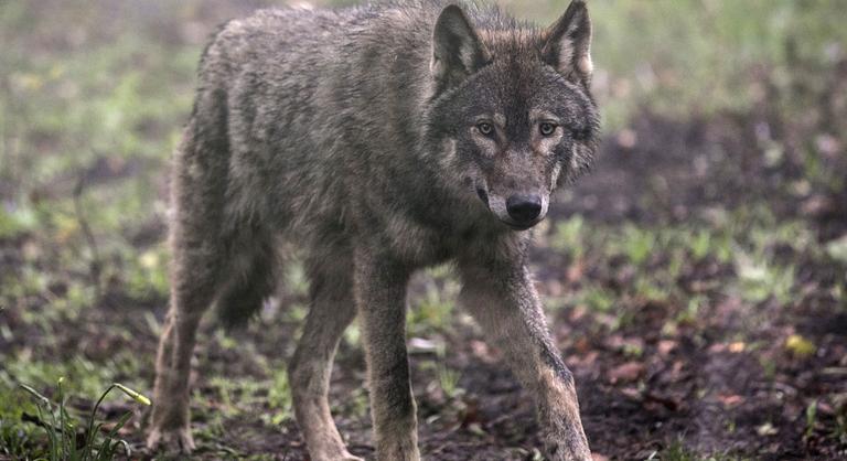 Farkasok terrorizálják a hollandokat – sokan Brüsszelt okolják