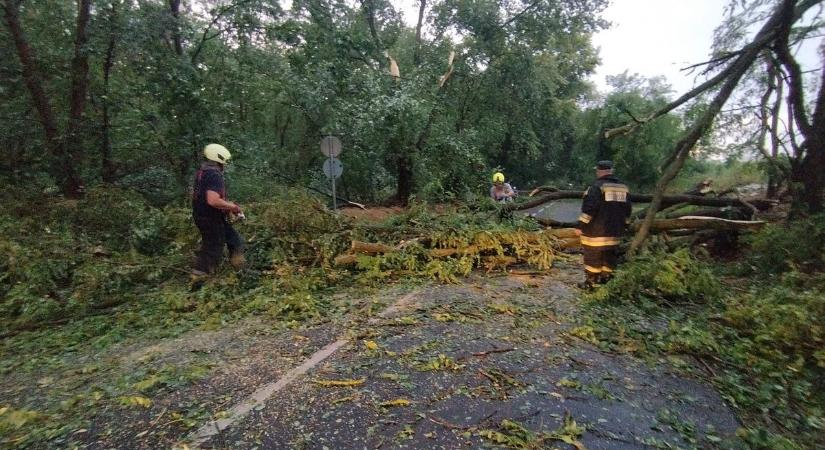 Ki téríti meg a kárt, ha fa dől az autóra? Szakértő válaszol