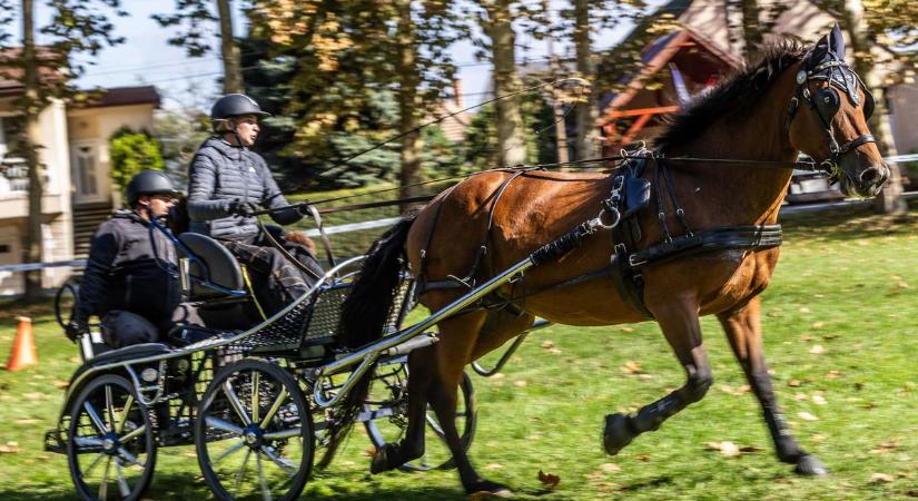 Az évek és a rutin: nem volt egyszerű dolguk a versenyzőknek a fogathajtó emlékversenyen