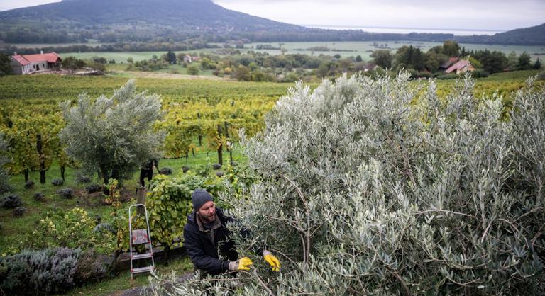 Klímaváltozás: a Spanyolországból jött olajfák jól érzik magukat a Balaton-felvidéken