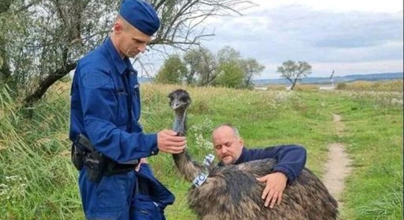 Ha valakinek hiányzik az emuja, hívja a rendőrséget!