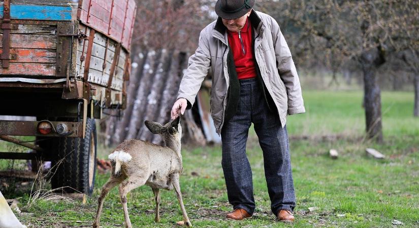 Ezek a gerinces kártevők gázolják le most a magyarok kertjeit, így védekezhetnek ellene