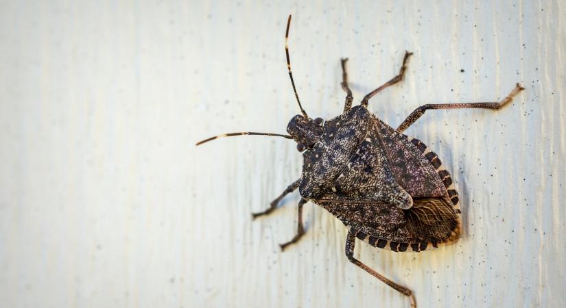 Nálad is hemzsegnek a poloskák? Nagymamám módszerével pofonegyszerűen megszabadulhatsz tőlük