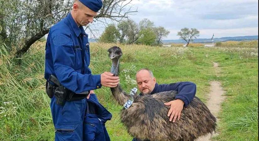 Egzotikus madár riogatja a Velencei tó lakosságát