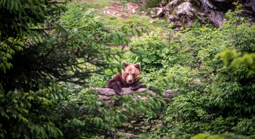 Hiúz, farkas, medve az Északi-középhegységben