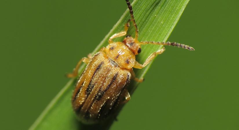 Hallottatok már a parlagfűevő bogárról? Reménysugár lehet az allergiások számára!