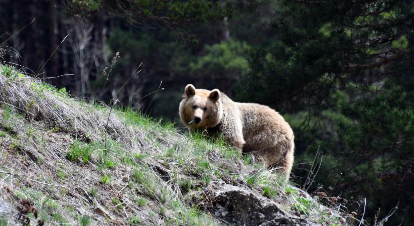 Medve kószál Bajót mellett az önkormányzat szerint