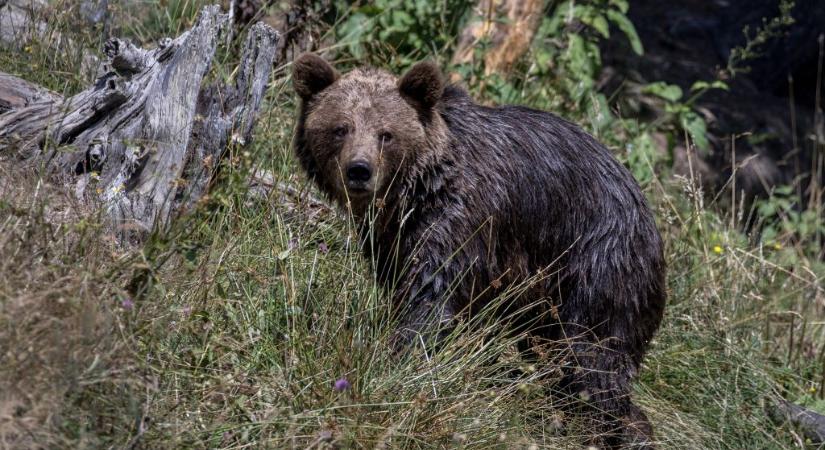 Áttévedt egy medve a szlovák határon Bajótnál, a hatalmas mancsnyomára is rábukkantak