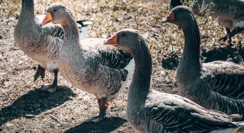 Ebben a vármegyében is megjelent a madárgyilkos kór