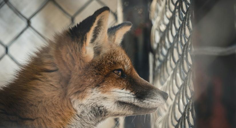 A tudósok figyelmeztetnek: a prémtenyésztés lehet egy következő járvány forrása