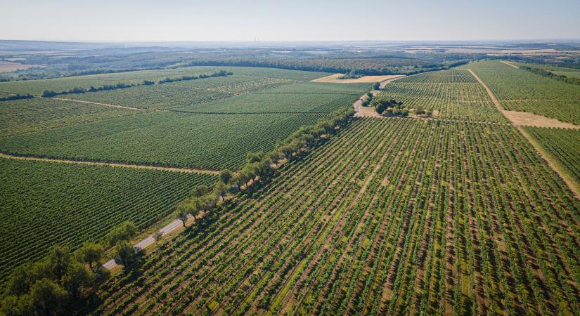 Drónos növényvédelem, robottal forgatott pezsgő, karbonmentesség: újít a Törley