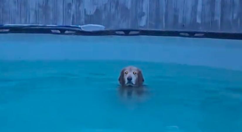 A hurrikán alatt: amit ez a golden retriever meg mer tenni, az megőrjíti a gazdáját - Videó