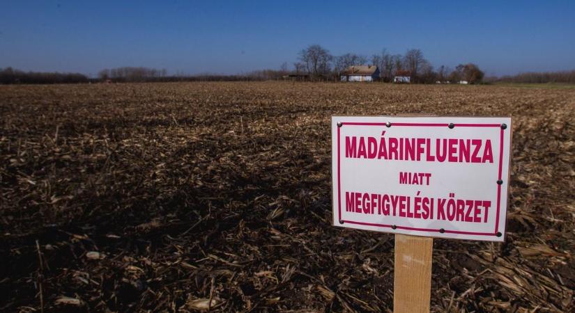 Tovább terjed a madárinfluenza, újabb vármegyében tűnt fel