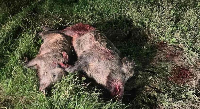 Vaddisznókat kellett kilőni a balatonfenyvesi strandnál