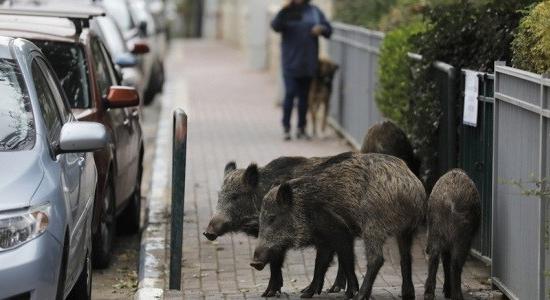 Falkában tombolnak a vaddisznók Szentendrétől Tatabányáig