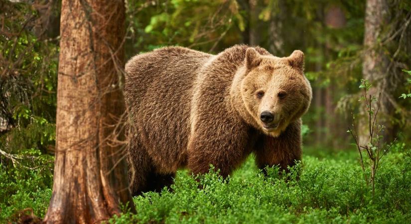 Bajóti medveészlelés: megszólalt a polgármester