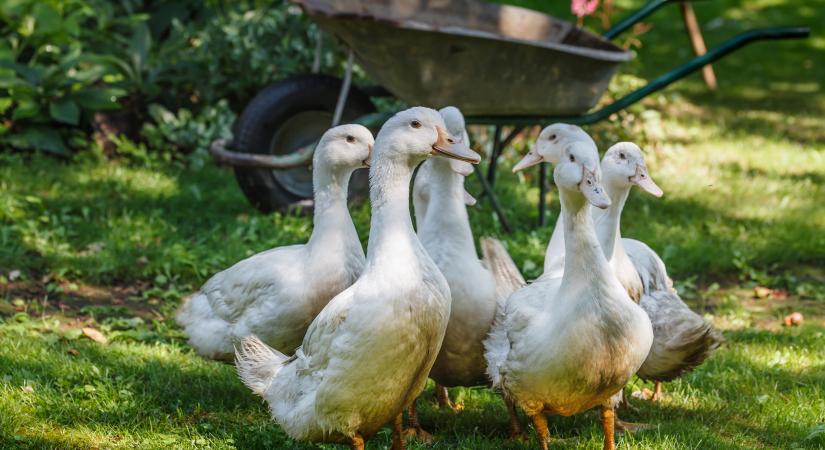 Madárinfluenza: újabb magyar megyében jelent meg a H5N1