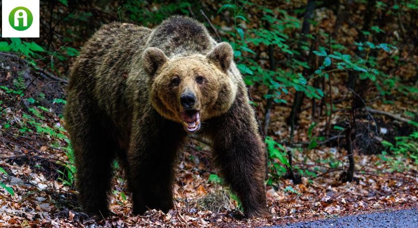 Medve kószálhat Komárom-Esztergom vármegyében!