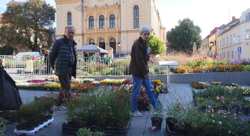 Idén is megrendezik az őszi növényvásárt a pécsi Kossuth téren