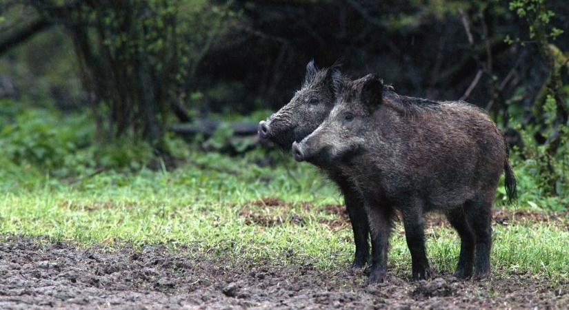 A pécsi Tiborc utcában is lövöldözhetnek a vadászok