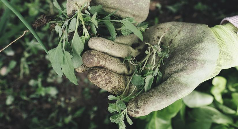 Hogyan terjednek a herbicid-rezisztens gyomok?