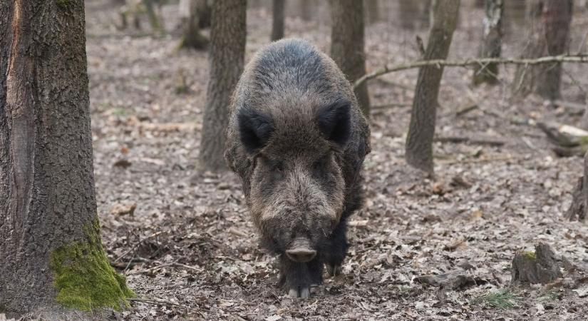 A vaddisznók is élvezik a balatonfenyvesi strandot