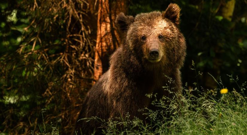 Óvatosan az erdőben! – Medvét láttak a szomszédos vármegyében