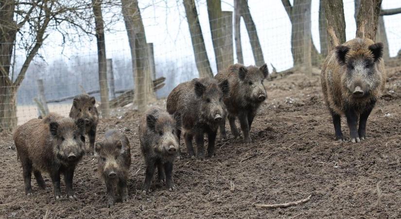 Vaddisznók tartják rettegésben Szabolcsfalut - panaszolja olvasónk