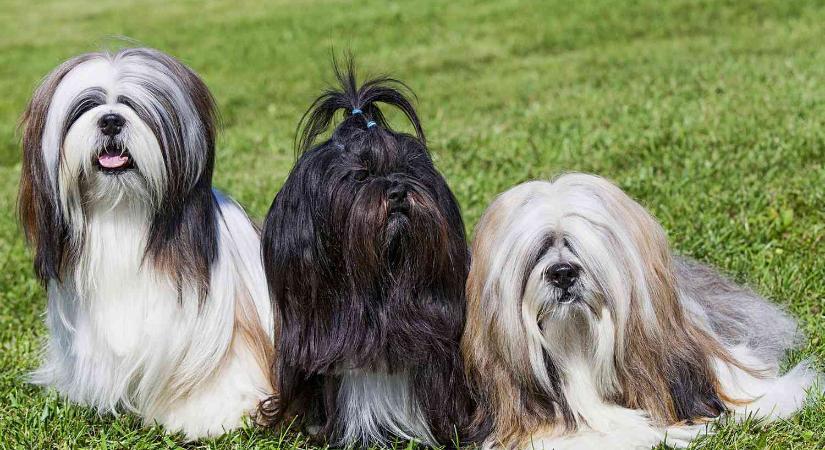 Tibet szerencsehozó kutyája: a Lhasa apso