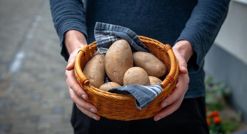 Újfajta pityókabetegség: hervadás fent, rothadás lent