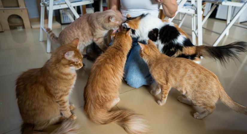 Felismered, melyik a sziámi cica? Teszteld, mennyire ismered a macskafajtákat!