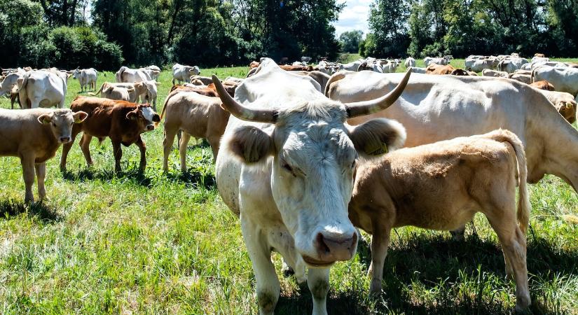 Megkezdődik az agrártámogatások előlegfizetése